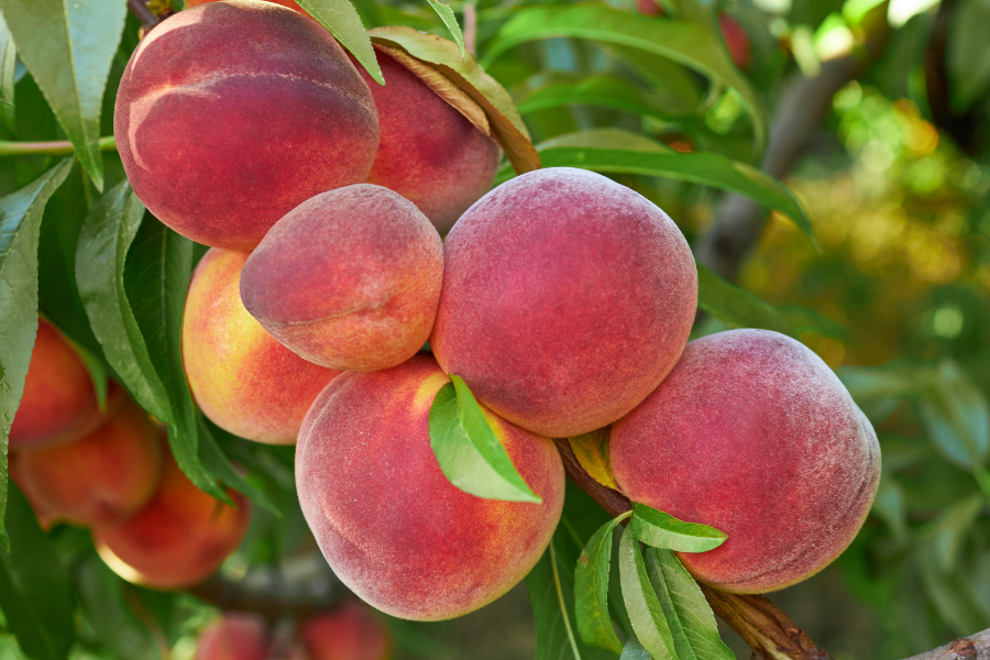 palisade peach colorado