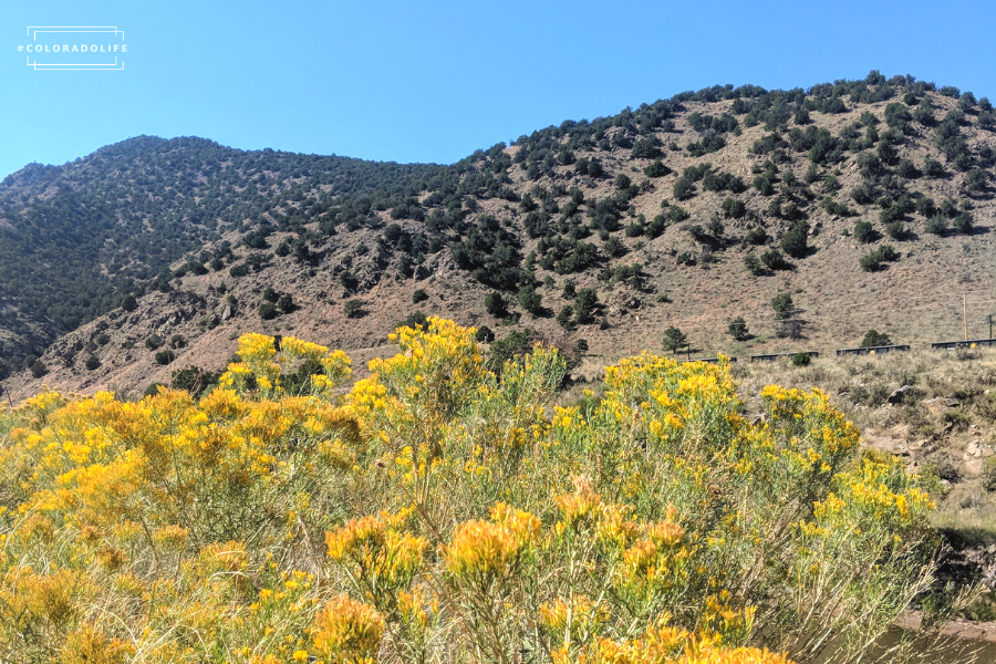 colorado festivals wildflowers