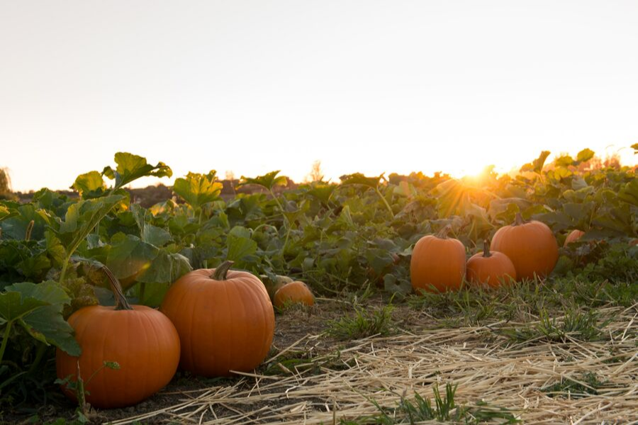 colorado pumkin festival