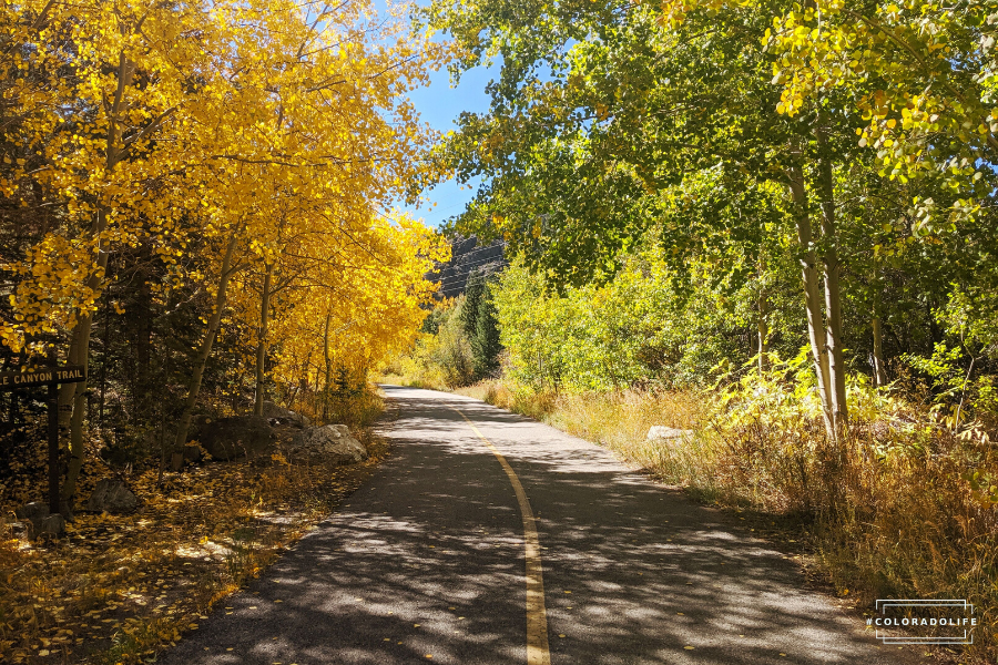 Fall foliage in colorado