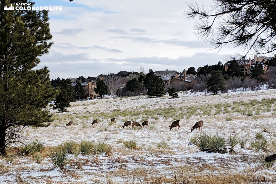 ute valley park wildlife