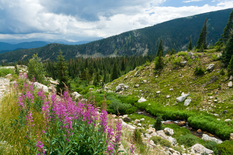 wildflowers and mountains in Colorado