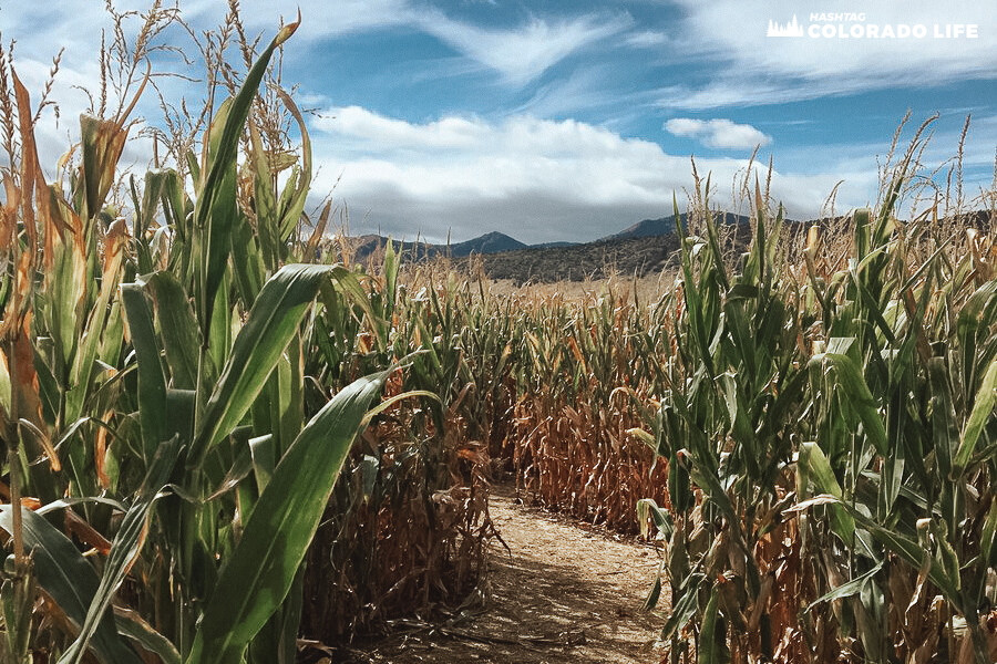 colorado corn maze