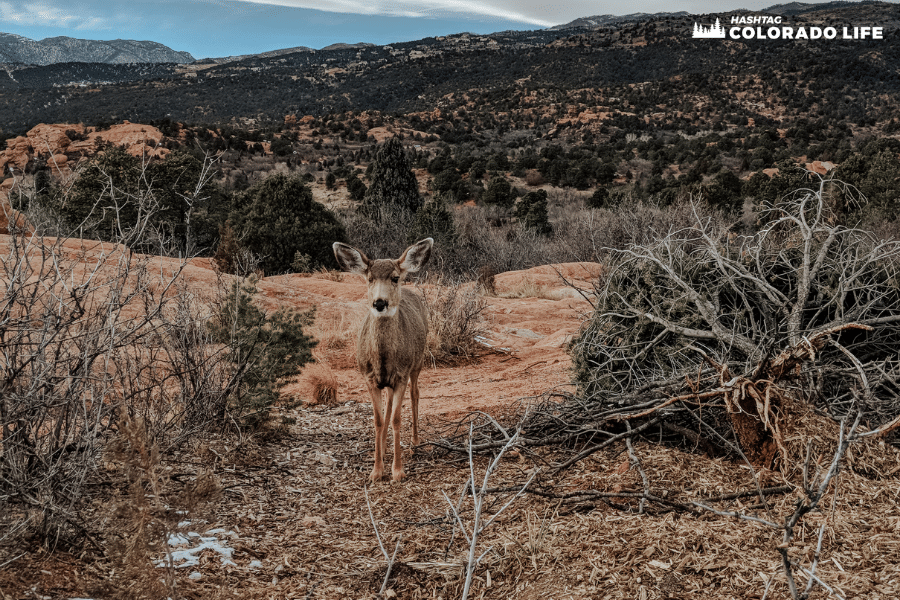 wild deer at garden of the gods