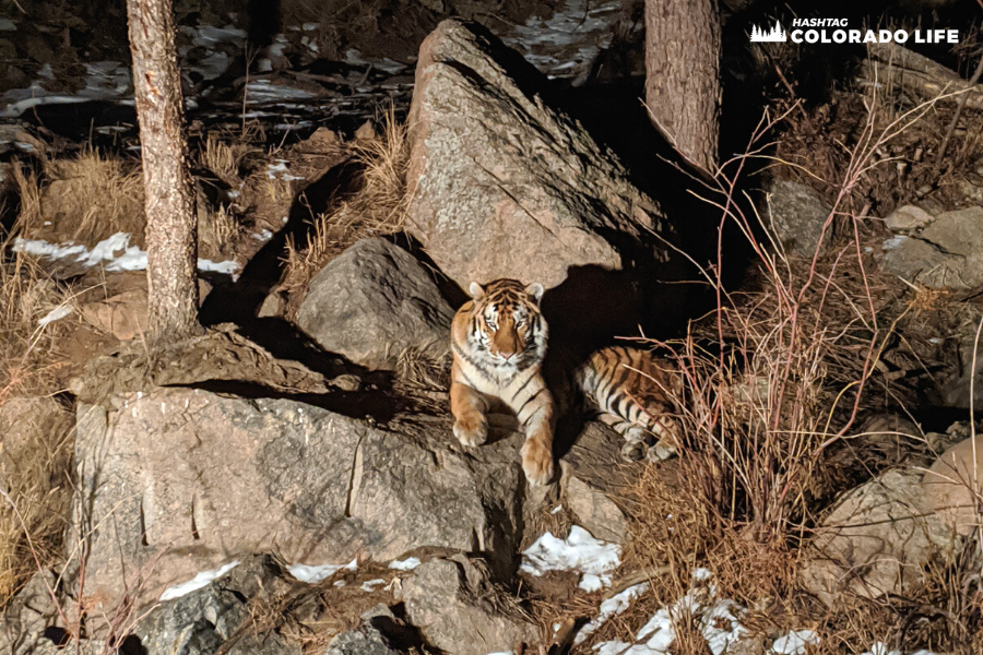 cheyenne mountain zoo - asian tiger