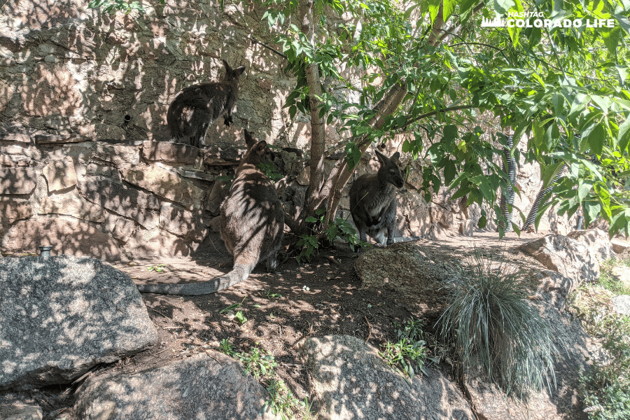 cheyenne mountain zoo - australia roundabout