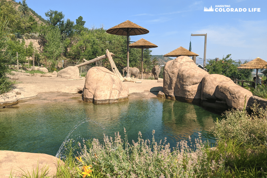 cheyenne mountain zoo - elephants