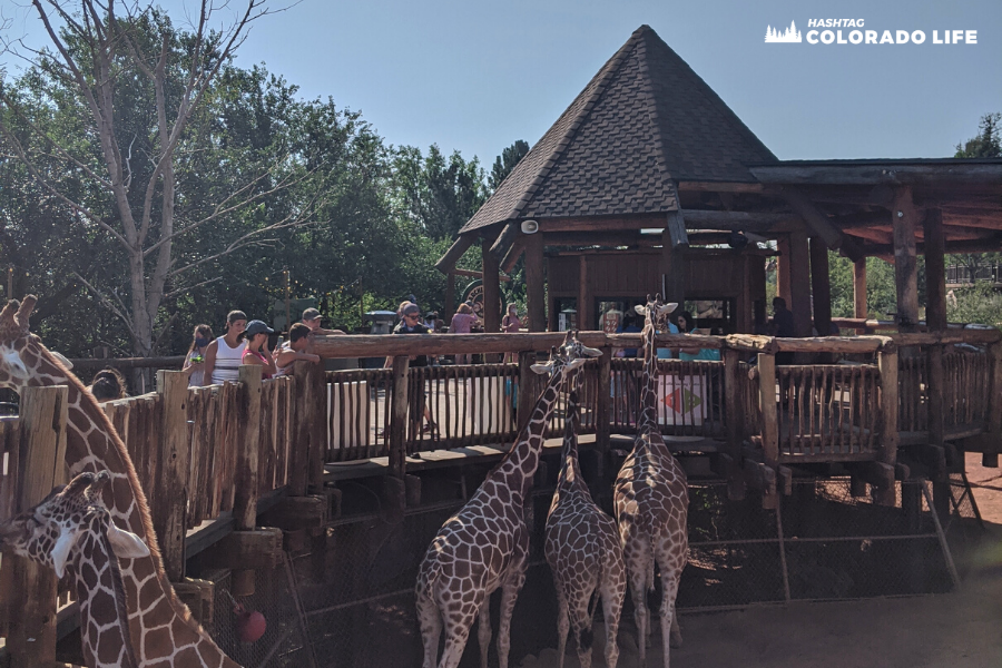 cheyenne mountain zoo - giraffe encounters