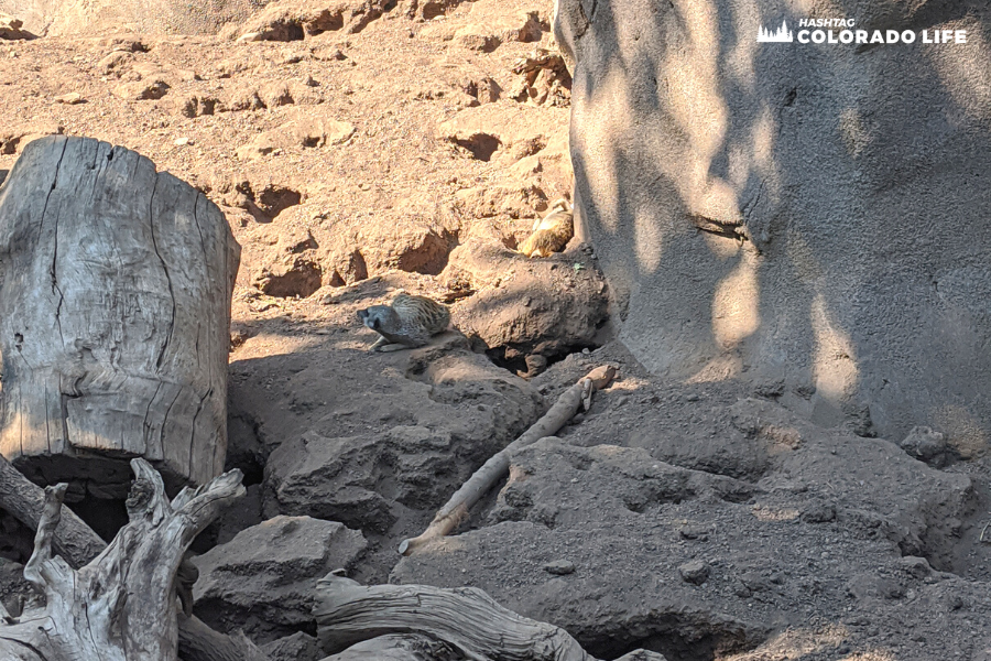 cheyenne mountain zoo - meerkats