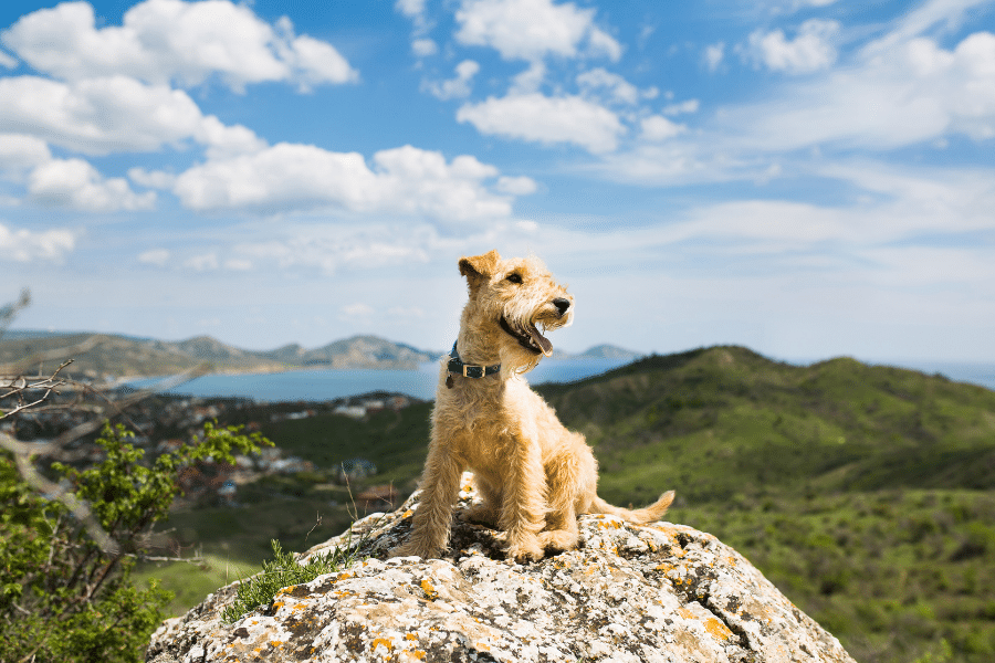7 Fantastic Dog Friendly Places In Colorado Springs 2023