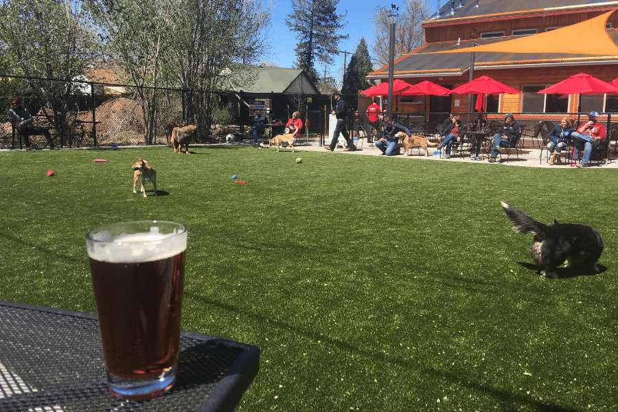 pub dog in colorado