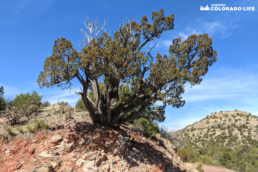 canon city tour trees