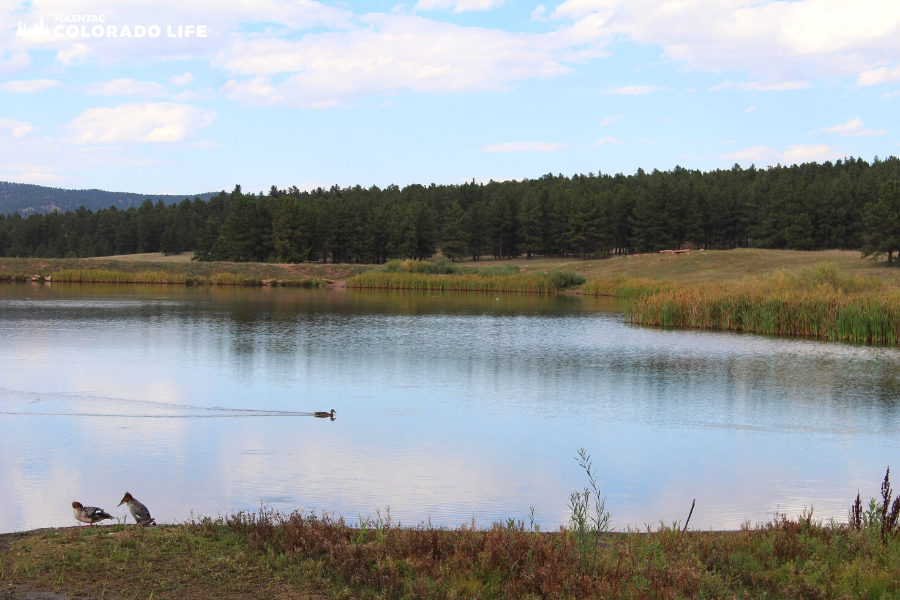 manitou lake birds and wildlife