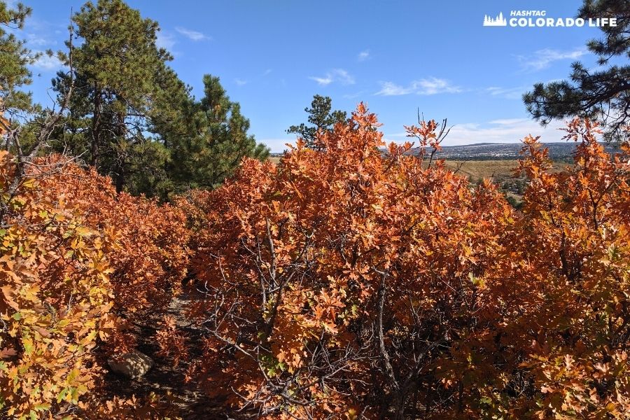 fall colors in colorado springs