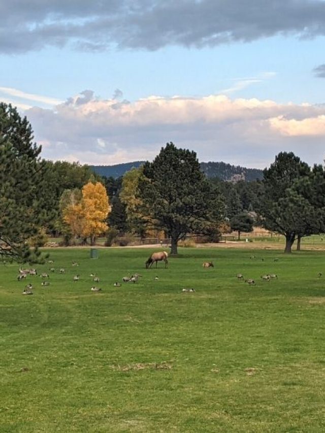 cropped-elk-in-the-meadows-estes-park.jpg