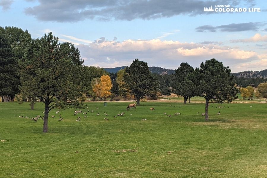 elk-in-the-meadows-estes-park