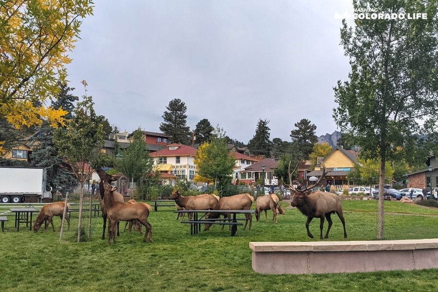 estes-park-elkfest