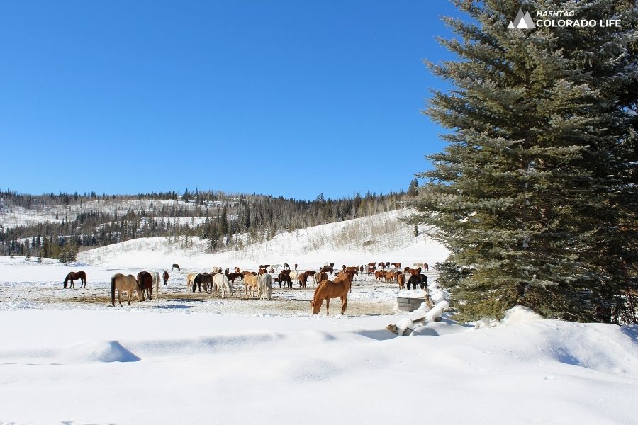 horses-at-vista-verde-ranch-colorado