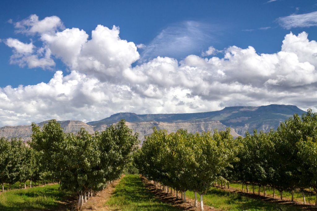 colorado springs wine tour